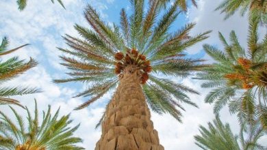 «بالم-أواسيس».-مشروع-«وقف»-للنخيل-يدمج-العمل-التنموى-بالاقتصاد-الأخضر