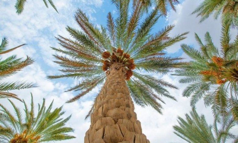 «بالم-أواسيس».-مشروع-«وقف»-للنخيل-يدمج-العمل-التنموى-بالاقتصاد-الأخضر