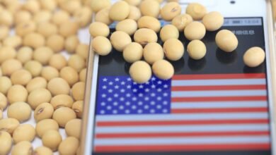 ارتفاع-عقود-فول-الصويا-الأمريكية-لأعلى-مستوى-في-قرابة-3-أشهر