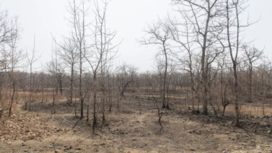 مارك-جونجلوف-يكتب:-المناخ-يهدد-بإحراق-مزيد-من-تريليونات-الدولارات