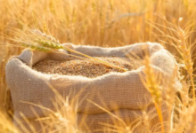 توجيهات-رئاسية-للحكومة-بتسريع-تفعيل-“البورصة-السلعية”