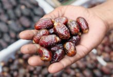 مصر-تراهن-على-التمور:-كيف-تتحرك-الشركات-لغزو-موائد-العالم؟